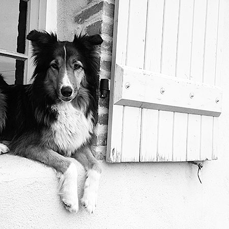 Peugeot, de hond van La Lue in het kozijn van het vakantiehuis